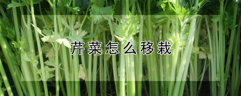 芹菜怎么移栽 芹菜怎么移栽成活率高