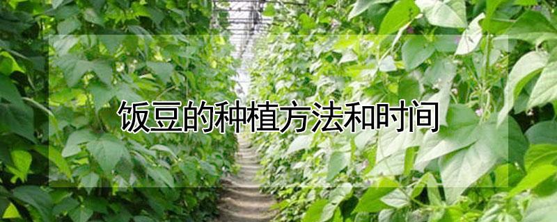 饭豆的种植方法和时间（东北饭豆的种植方法和时间）