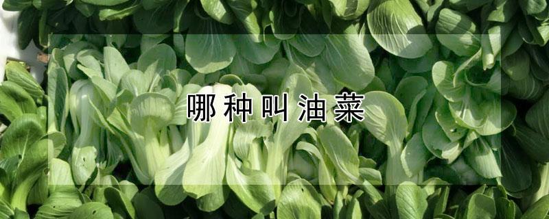 哪种叫油菜（哪种菜叫油菜）
