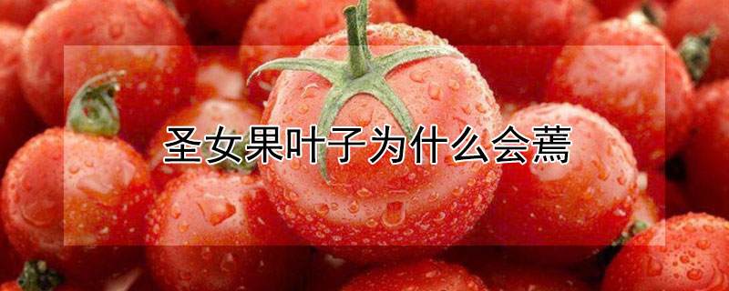 圣女果叶子为什么会蔫（圣女果苗叶子叶片蔫蔫）