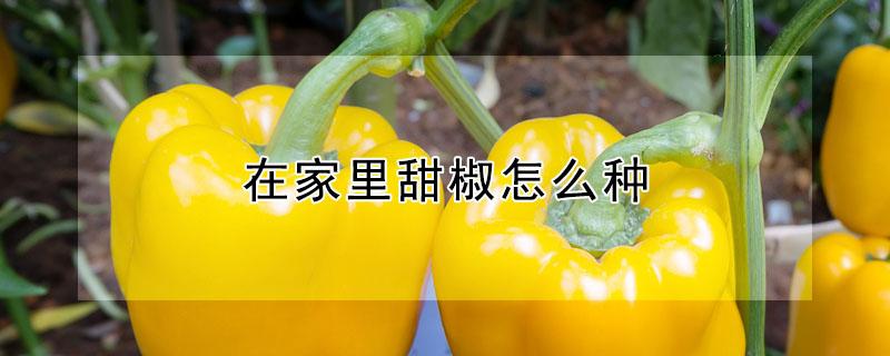 在家里甜椒怎么种 在家里甜椒怎么种好