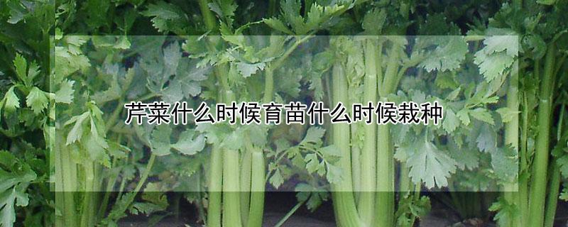芹菜什么时候育苗什么时候栽种 芹菜苗几月移栽好