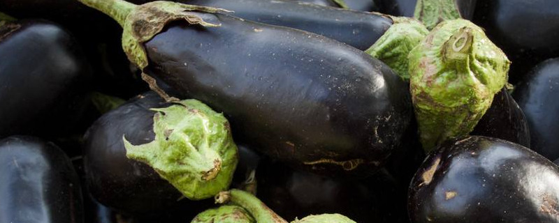 茄子秧怎么管理（茄子秧栽种方法）