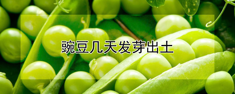 豌豆几天发芽出土 种的豌豆几天发芽