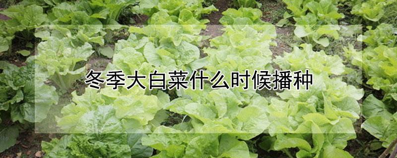 冬季大白菜什么时候播种 冬季大白菜什么时候播种好