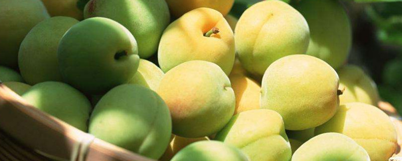 梅子什么时候成熟季节（梅子成熟时是什么季节）