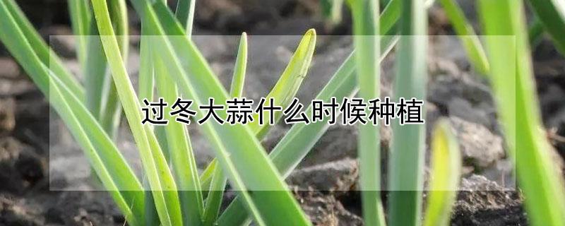 过冬大蒜什么时候种植 越冬大蒜什么时候种植