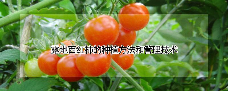 露地西红柿的种植方法和管理技术 露地西红柿的种植方法和管理技术图片
