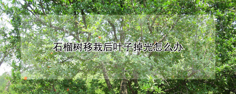 石榴树移栽后叶子掉光怎么办（石榴树移栽叶子掉光了能活吗）