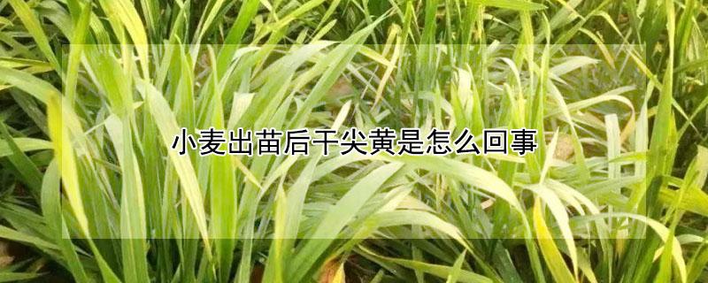 小麦出苗后干尖黄是怎么回事 小麦苗期干尖发黄