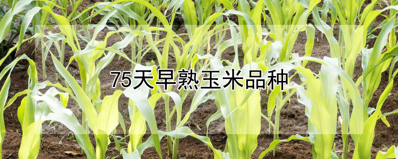 75天早熟玉米品种（75天成熟的玉米品种）