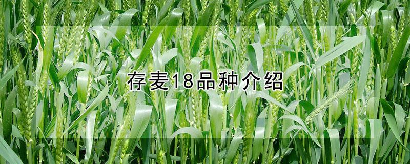 存麦18品种介绍（存麦20小麦品种介绍）