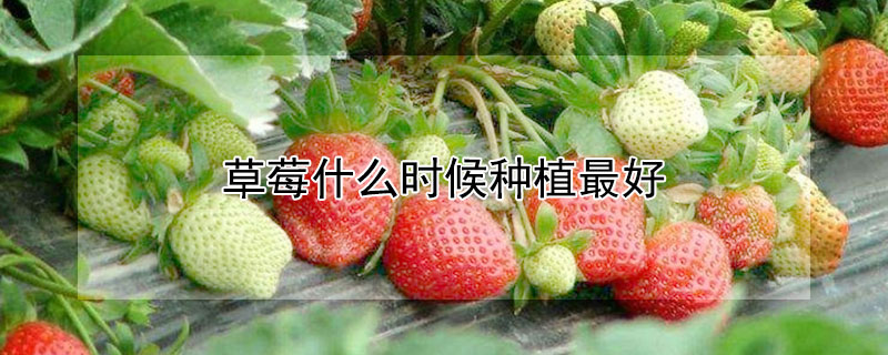 草莓什么时候种植最好（盆栽草莓什么时候种植最好）