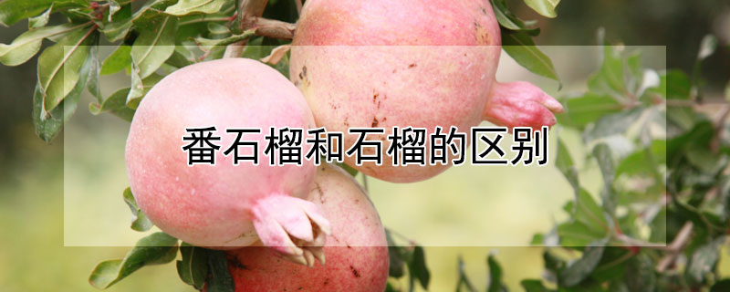 番石榴和石榴的区别 番石榴和石榴的区别蚂蚁