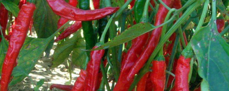 辣椒什么时候施肥好（辣椒什么时候施肥施什么肥）