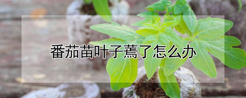 番茄苗叶子蔫了怎么办 番茄苗叶子蔫了还能活吗