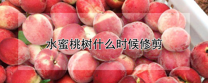 水蜜桃树什么时候修剪（水蜜桃树如何修剪）