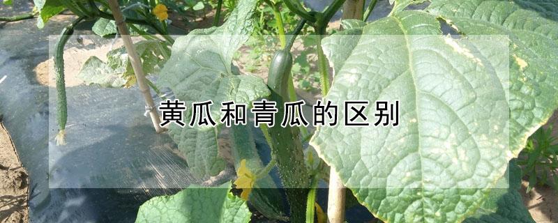 黄瓜和青瓜的区别（广东黄瓜和青瓜的区别）