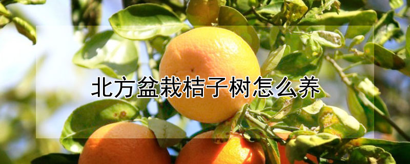 北方盆栽桔子树怎么养 北方盆栽桔子树怎么养护