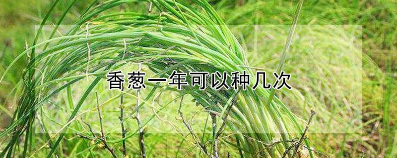 香葱一年可以种几次 香葱一年能种几茬