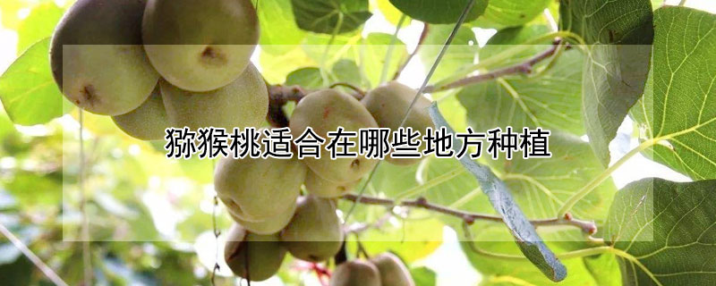 猕猴桃适合在哪些地方种植 猕猴桃在哪里种植最好