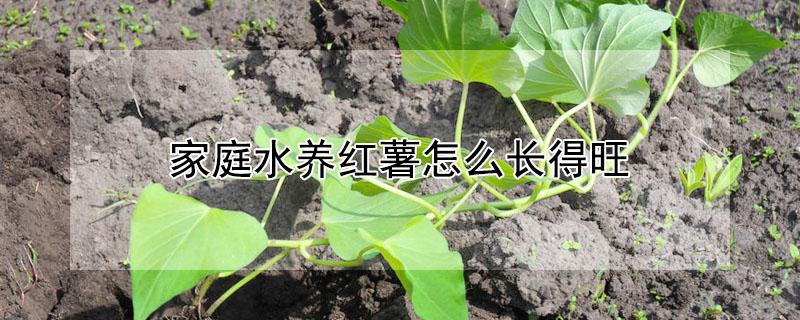 家庭水养红薯怎么长得旺（家庭水养红薯怎么长得旺呢）