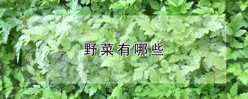 野菜有哪些（野菜有哪些品种图片大全）