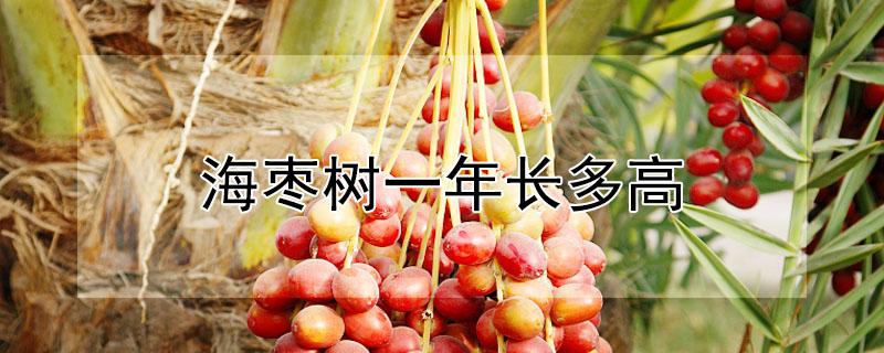 海枣树一年长多高 海枣树几年可以结果