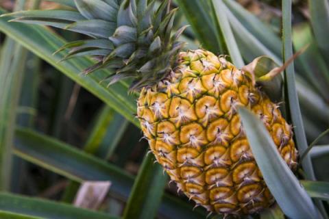 菠萝种植几年才能结果