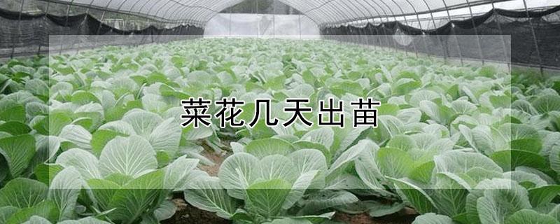 菜花几天出苗 花菜苗什么时候下苗