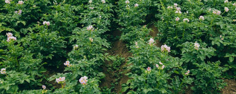 土豆苗要打枝摘心吗（土豆苗需要掐尖吗）