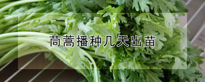 茼蒿播种几天出苗 茼蒿播种后几天出苗