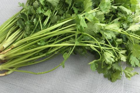 怎么种香菜出苗快