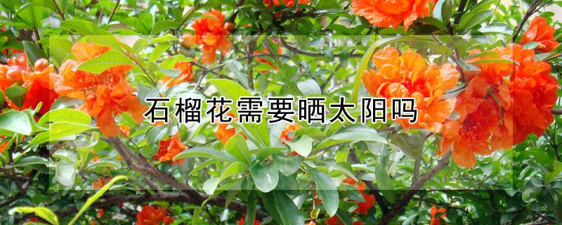 石榴花需要晒太阳吗 石榴花能不能晒太阳