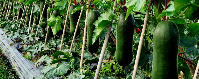 冬瓜种子一般几天发芽 冬瓜种子一般几天发芽啊