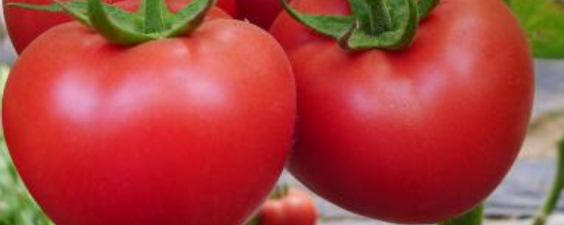 番茄多久施肥一次（番茄第一次施肥是什么时间）