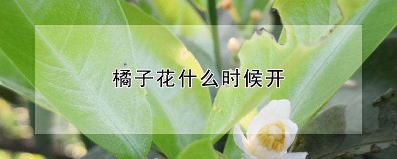 橘子花什么时候开 橘子花什么时候开花