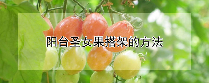 阳台圣女果搭架的方法（阳台上种圣女果的方法）