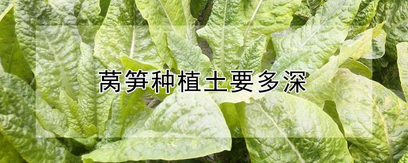 莴笋种植土要多深 莴笋种植土壤深度要多少