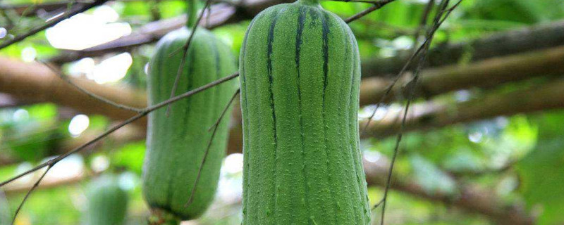 丝瓜苗移栽注意什么 丝瓜苗移栽注意什么细节