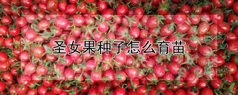 圣女果种子怎么育苗（圣女果种子怎么育苗的）