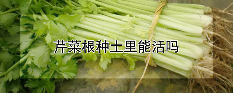 芹菜根种土里能活吗（芹菜根种土里能活吗有毒吗）