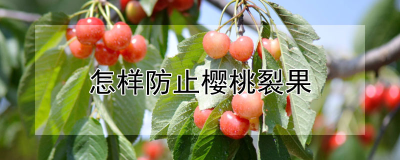 怎样防止樱桃裂果（怎样防止樱桃裂果实发芽）