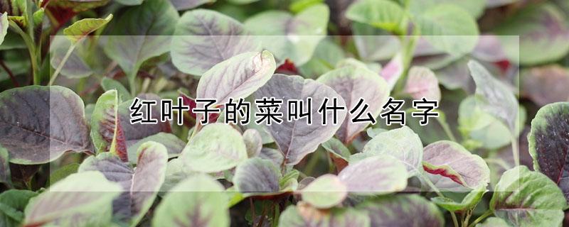 红叶子的菜叫什么名字（红叶子的菜叫什么名字好听）