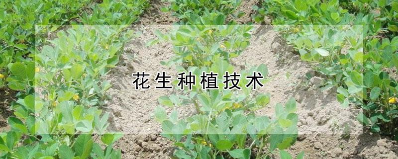 花生种植技术（七彩花生种植技术）
