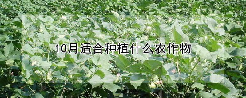 10月适合种植什么农作物 10月适合种植什么农作物图片