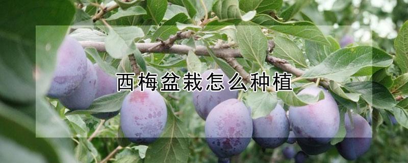 西梅盆栽怎么种植 西梅盆栽怎么种植视频