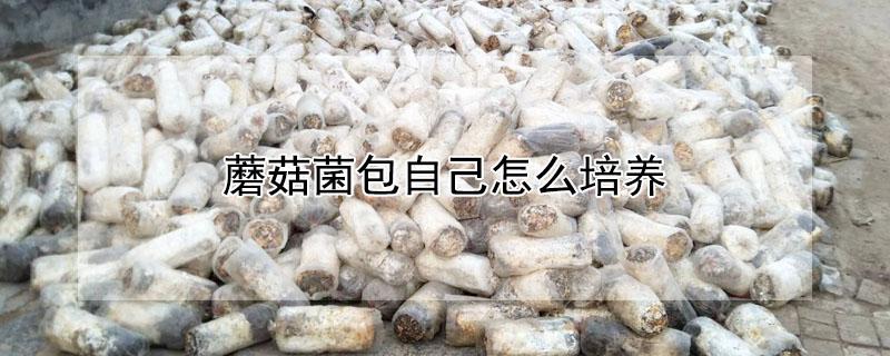 蘑菇菌包自己怎么培养（蘑菇菌包怎么培养菌丝）