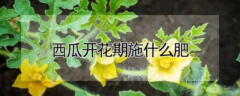西瓜开花期施什么肥（西瓜开花期用什么肥料）