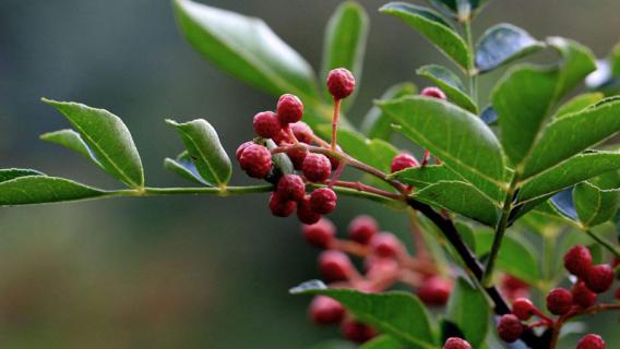 花椒扦插方法（花椒的扦插方法）